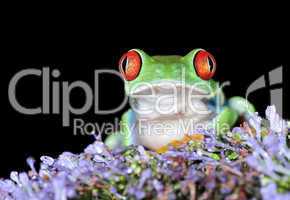 Frosch und Blume