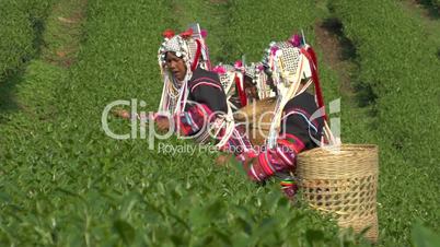 Harvesting Tea