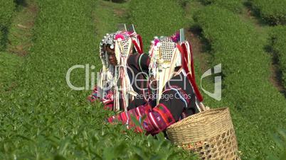 Akha Woman Harvesting
