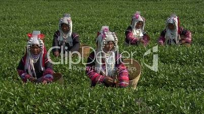 Akha Tea Harvest