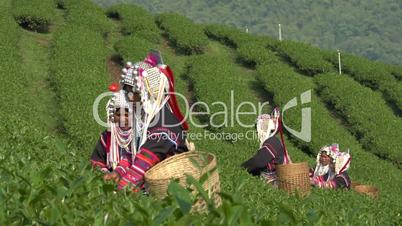 Akha Woman Harvesting