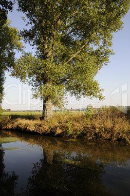 Baum an einem Bach