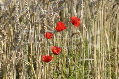 Mohn im Getreidefeld