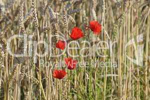 Mohn im Getreidefeld