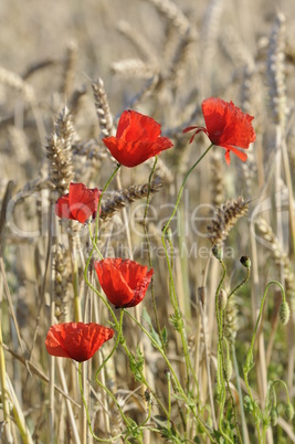 Mohn im Getreidefeld Mohn im Getreidefeld