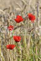 Mohn im Getreidefeld