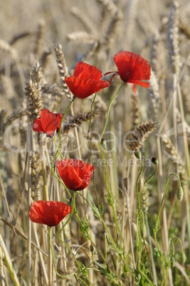 Mohn im Getreidefeld