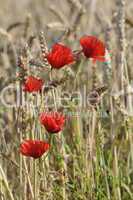 Mohn im Getreidefeld