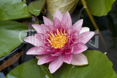 water lily