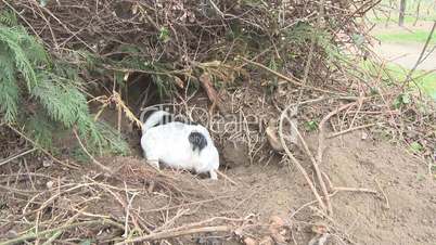 Dog digs out rat hole.