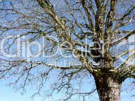 Frosty tree