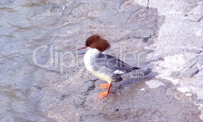 Female goosander duck