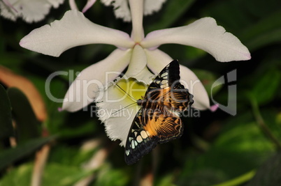 schmetterling auf einer blume