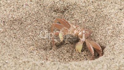 Krabbe am Strand