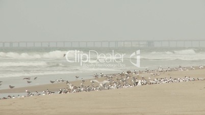 Vogelschwarm am einsamen Strand