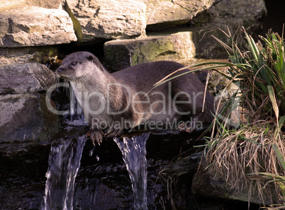 Otter