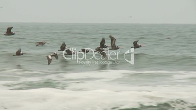 Pelikane fliegen über Pazifik