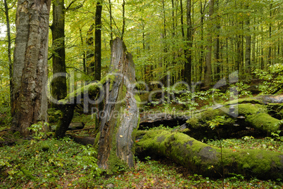 Bayerischer Wald