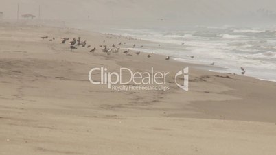 Vogelschwarm am einsamen Strand