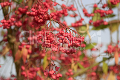 Rote Strauchfrucht