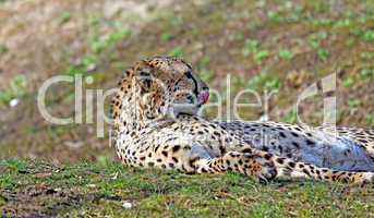 Gepard