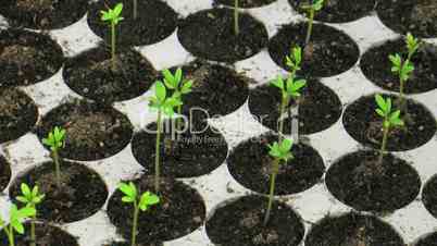 Time-lapse of growing cress plants in nursery 2