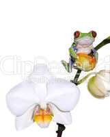 frosch und orchidee