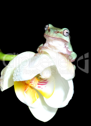 frosch und orchidee