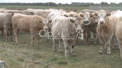 cattle in a field