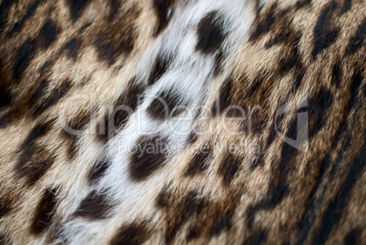 Skin of a lynx