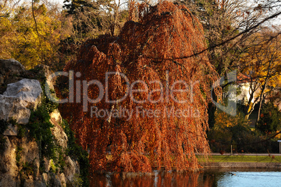 Roter Baum