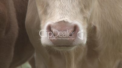 cows nose