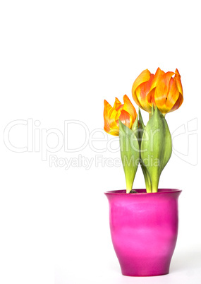 Tulpen