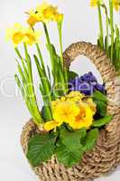 Korb mit Blumen, basket with flowers