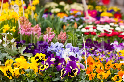 Blumen auf dem Markt, flowers on a market