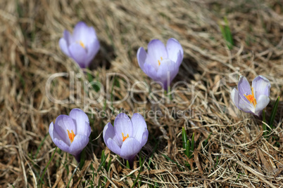 Krokus