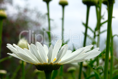 Chamomile.