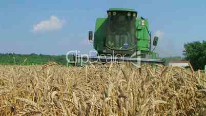 Combine Harvesting Wheat 08
