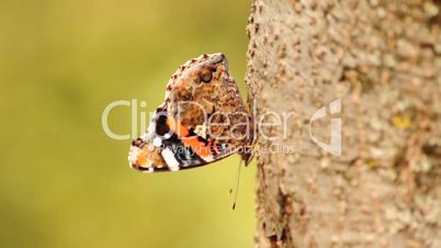 Schmetterling