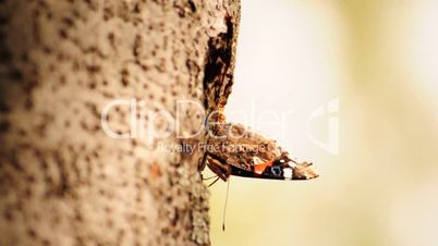 Schmetterling