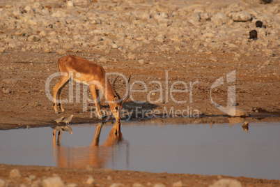 Schwarznasenimpala