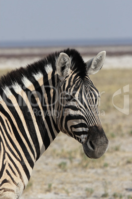 Steppenzebra (Equus quagga)