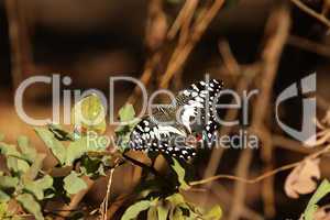 Citrus Swallotail (Papilio demodocus)