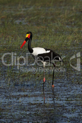 Sattelstorch (Ephippiorhynchus senegalensis)