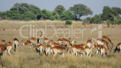 Rote Lechwe