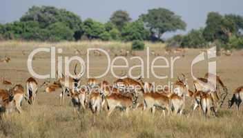 Rote Lechwe