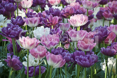 Flowers in a Oslo Meadow, Norway, May 2009