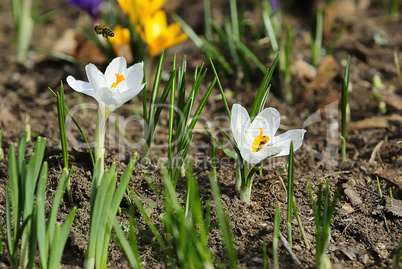 krokus mit biene