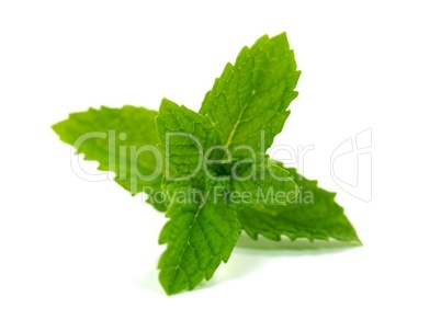 Mint Leaves