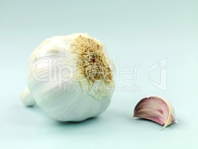 Garlic